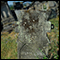 0404 Nadgrobni spomenik Punoševac Velimira na seoskom groblju u Donjem Ribniku